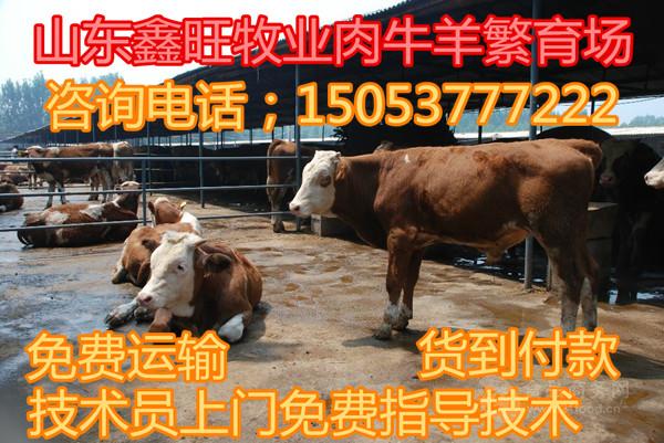 现在纯种小肉牛的价格
