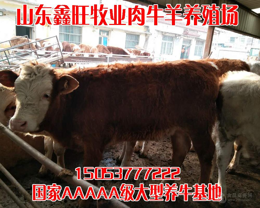 现在纯种小肉牛的价格