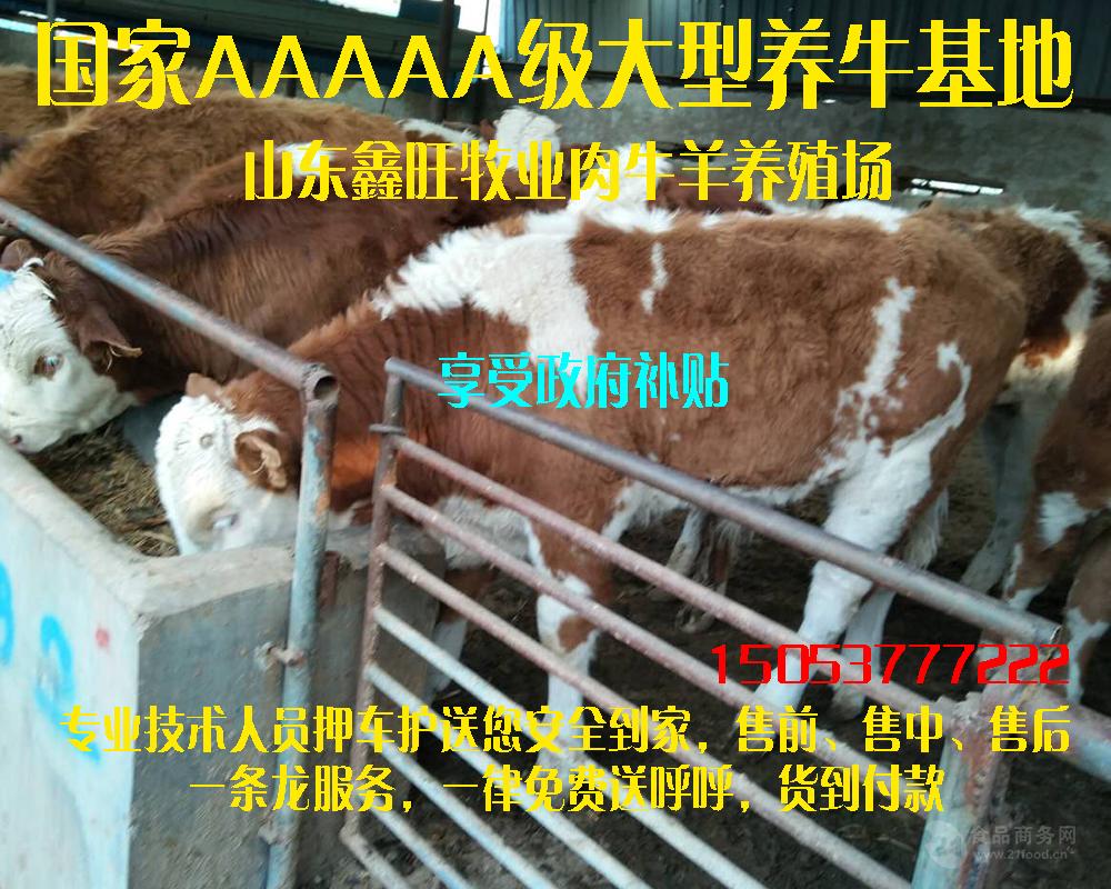 现在纯种小肉牛的价格
