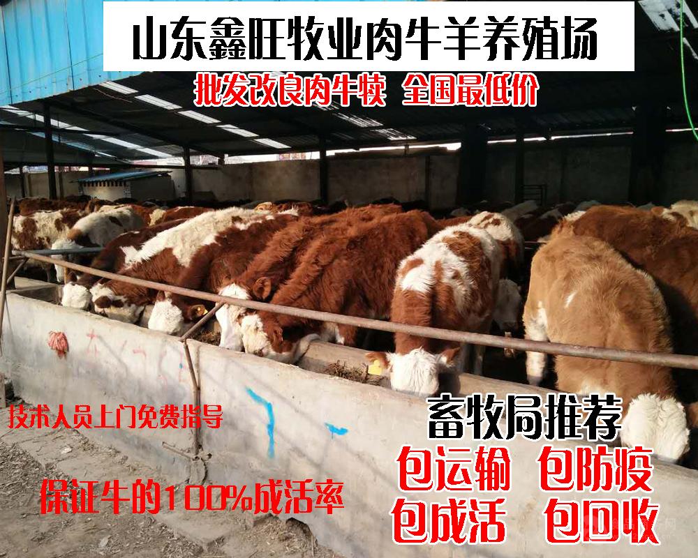 现在纯种小肉牛的价格