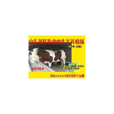 能买到黄牛种牛图3