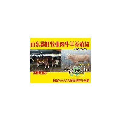 能买到黄牛种牛图2