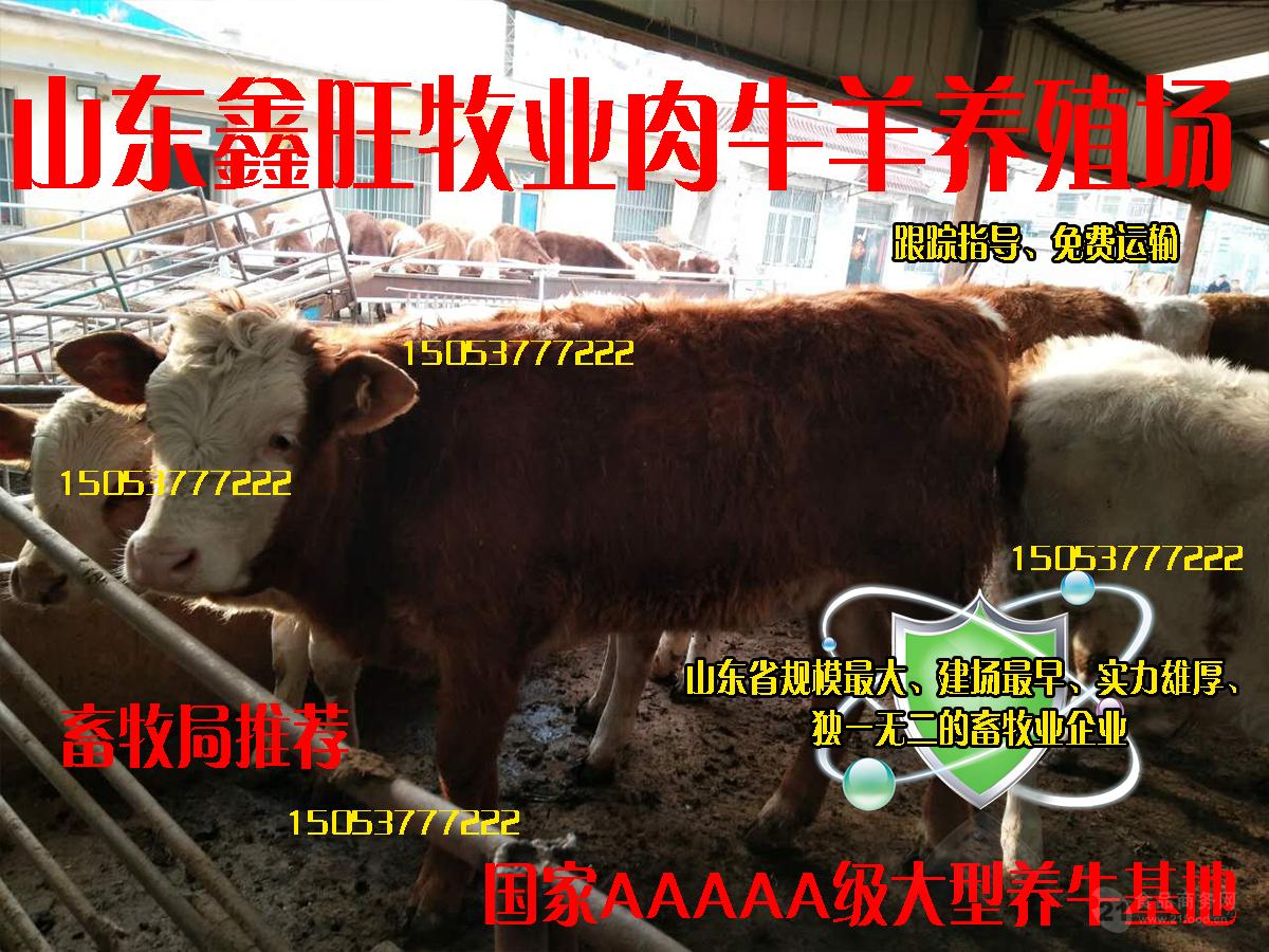 什么地方能买到黄牛种牛
