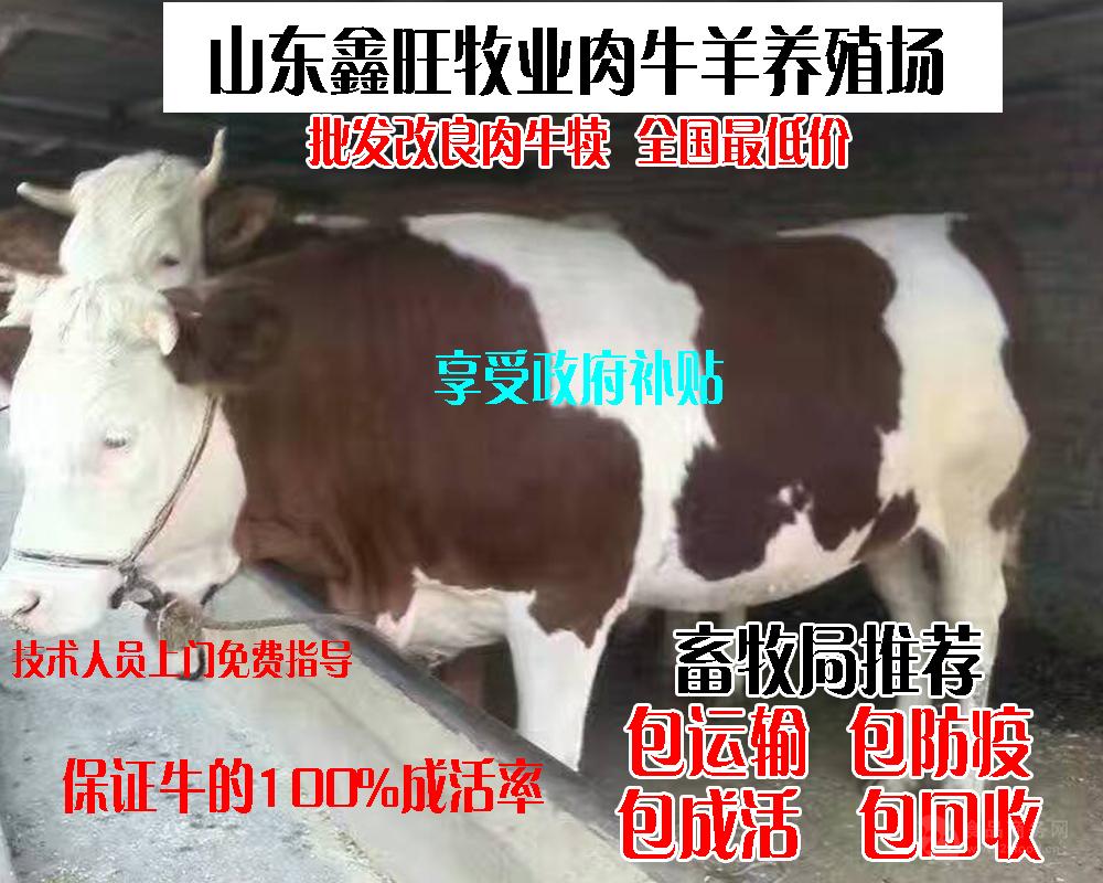什么地方能买到黄牛种牛