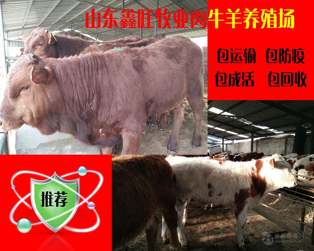 什么地方能买到黄牛种牛