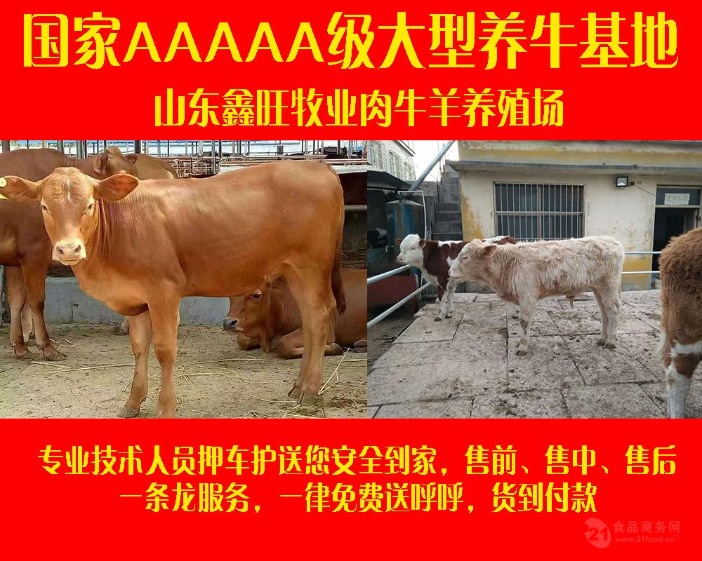 什么地方能买到黄牛种牛