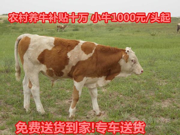 什么地方能买到黄牛种牛