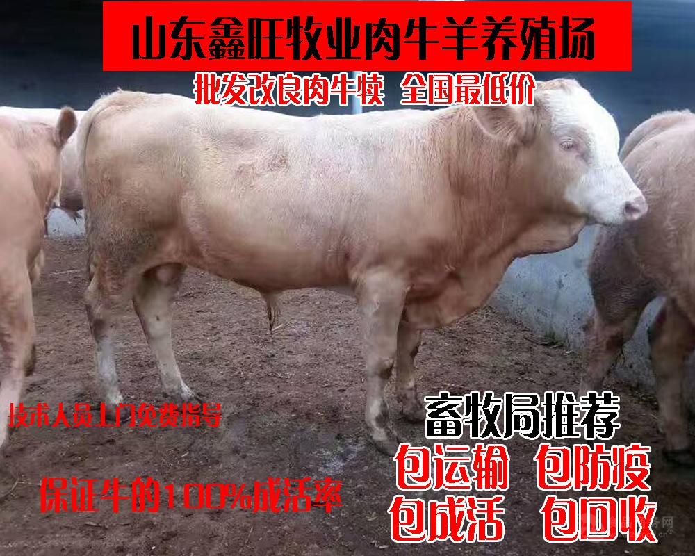 什么地方能买到黄牛种牛