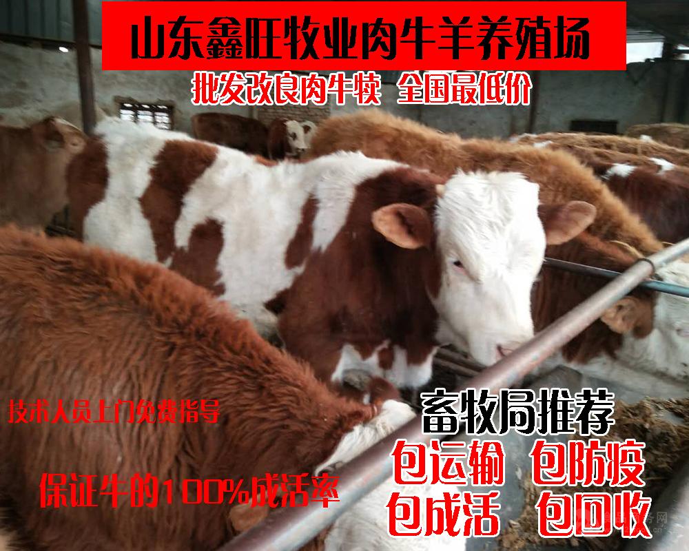 什么地方能买到黄牛种牛