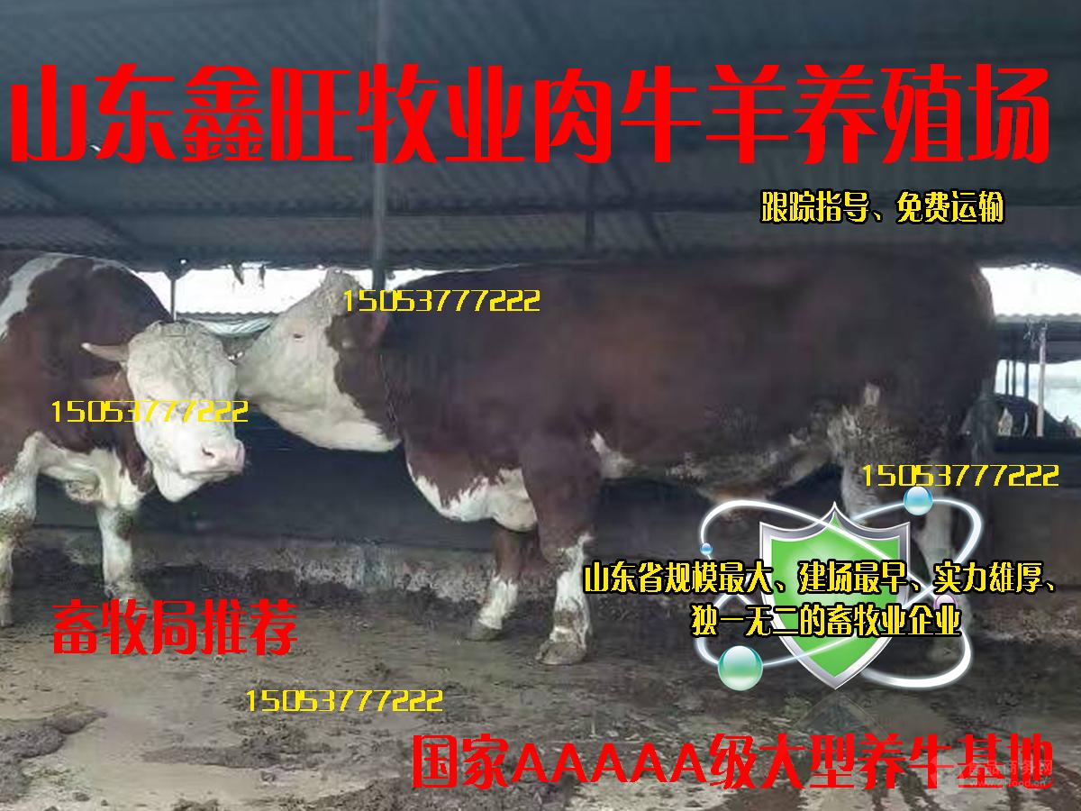 什么地方能买到黄牛种牛