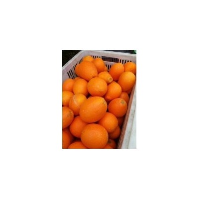 湖北脐橙批发
