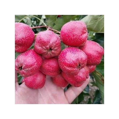 山楂苗的培植技术图2