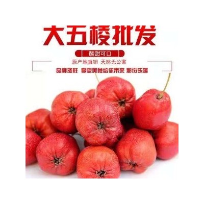 山楂苗的培植技术图3