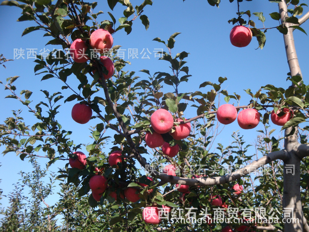 洛川苹果