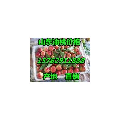 山东油桃便宜质量图2