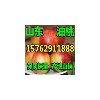 山东油桃便宜质量