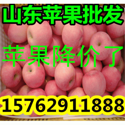 全国红富士苹果格图2