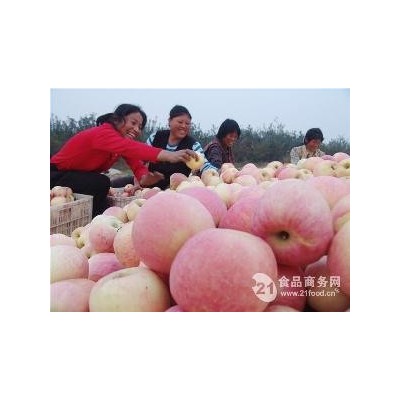 精品红富士苹果