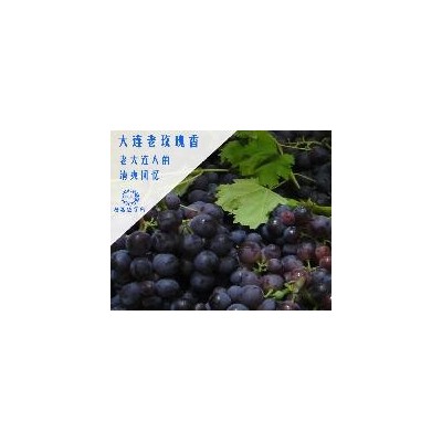 大连早霞玫瑰葡萄采摘园葡萄葡萄采摘季大连周边采摘