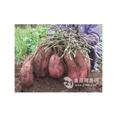 豫薯王