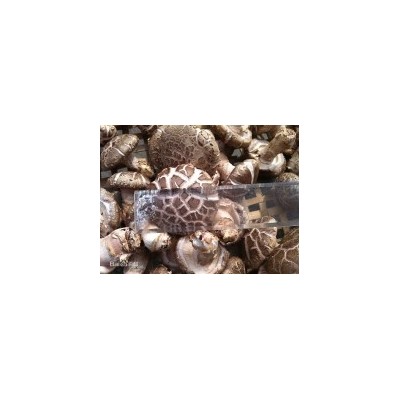 西部优质绿色农产品供应商-花菇供应