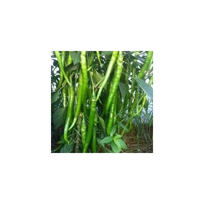 供应新鲜线椒