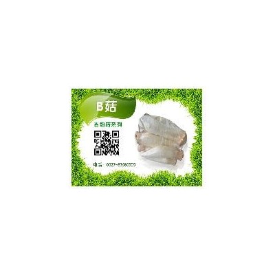 杏鲍菇B菇图1