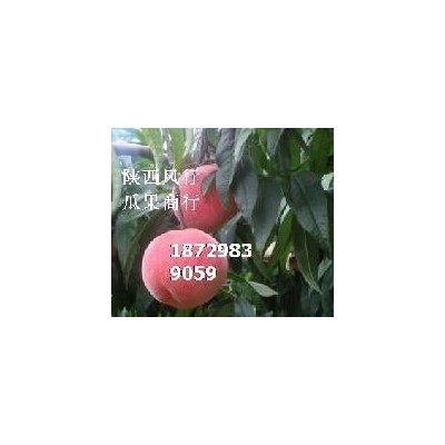 陕西郑二毛桃价格图2