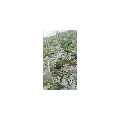 陕西西瓜价格