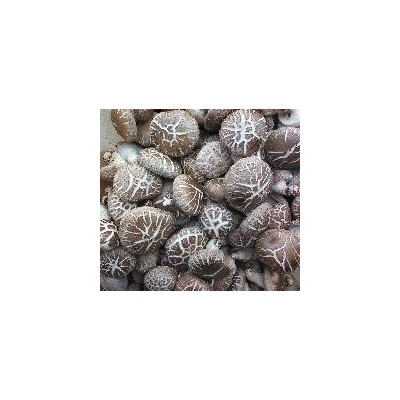 新鲜香菇液体菌种种植无残留食用菌鲜品菇农直发