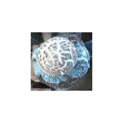 新鲜香菇液体菌种种植无残留食用菌鲜品菇农直发图2