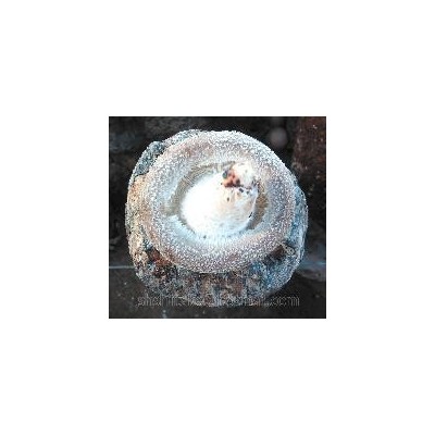 新鲜香菇液体菌种种植无残留食用菌鲜品菇农直发图3