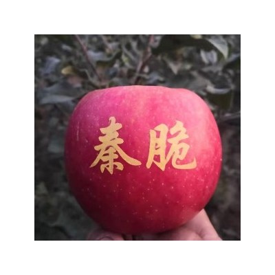 秦脆苹果苗