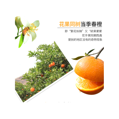 秭归伦晚甜橙图2