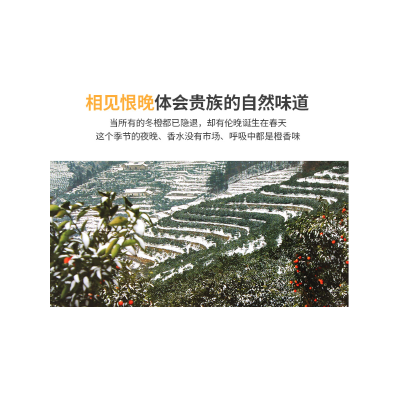 秭归伦晚甜橙图3
