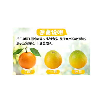 秭归伦晚甜橙图1