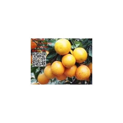 正宗廉江红江橙供应商|13414966066李生