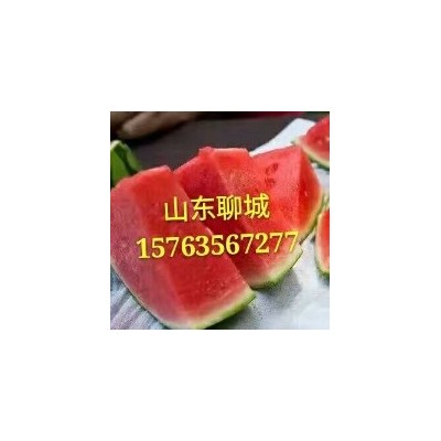山东聊城西瓜8斤起步9成熟