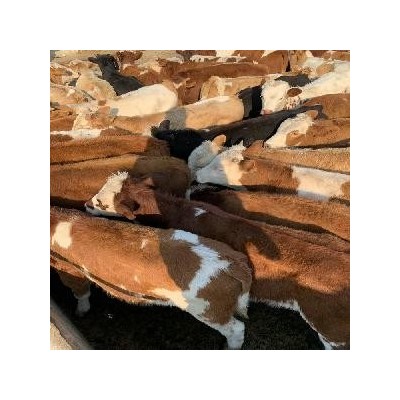 益阳肉牛价格
