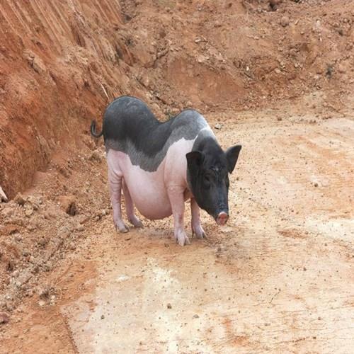 六安香猪苗回收价格