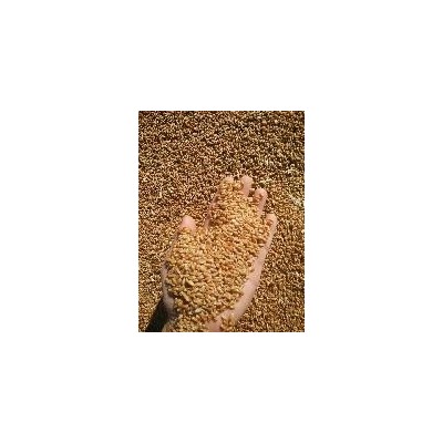 小麦价格趋势图3