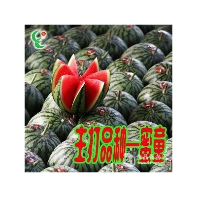 蜜童 小型无籽西瓜