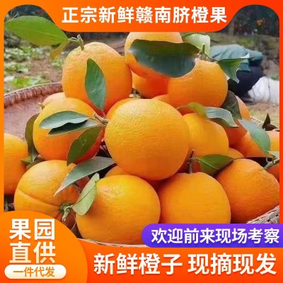 【赣州果园直供】正宗赣南脐橙应季新鲜薄皮橙子超市供应整箱批发图2