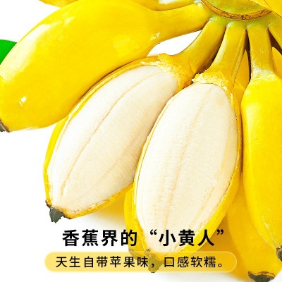 正宗苹果蕉当季新鲜水果现摘10斤整箱自然熟孕妇小米蕉香蕉粉蕉图2