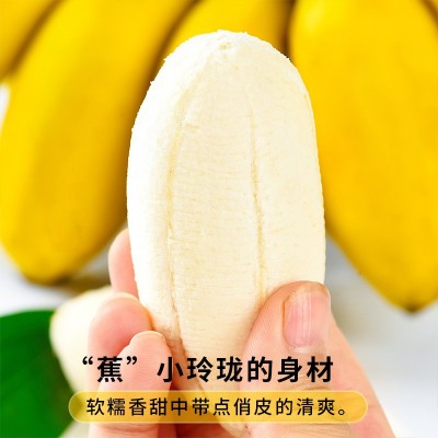 正宗苹果蕉当季新鲜水果现摘10斤整箱自然熟孕妇小米蕉香蕉粉蕉图5