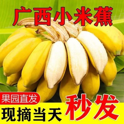 广西薄皮正宗小米蕉应季新鲜现摘健康不催熟农家种植软糯香甜水果图2