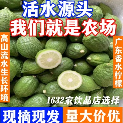 广东香水柠檬新鲜野生饮品店专用香水柠檬专1级柠檬支持一件代发图3