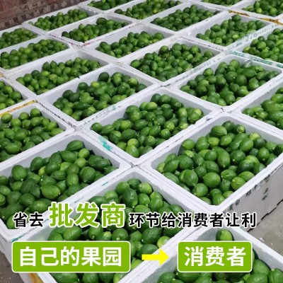 广东香水柠檬新鲜野生饮品店专用香水柠檬专1级柠檬支持一件代发图5