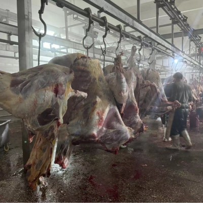 内蒙古新鲜牛肉现杀生牛肉原切牛肉图3