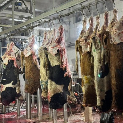 内蒙古新鲜牛肉现杀生牛肉原切牛肉图4